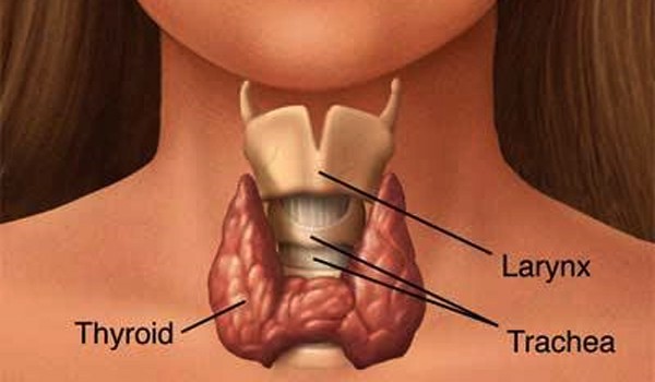 Foods for Improving Thyroid Function