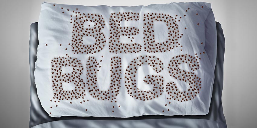 How to get rid of Bed Bugs for Healthier Life