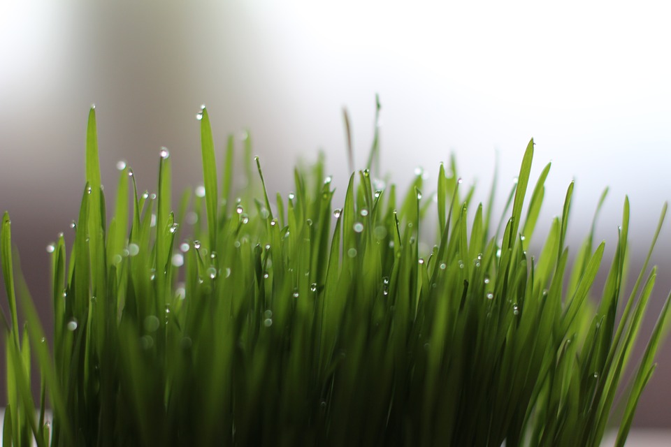 Bring Home the Latest Superfood in Town – Wheatgrass and Its Amazing Health Benefits!