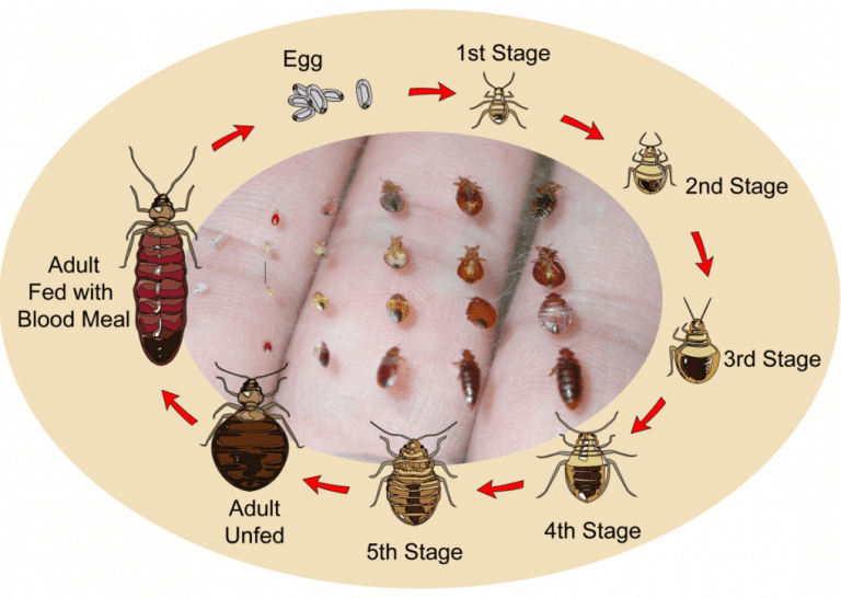 Bed Bugs - Easy Ways To Get Them Out!