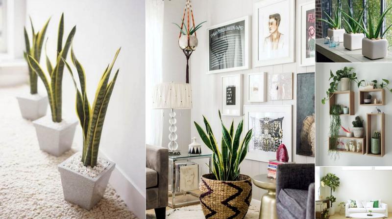 Home Decoration with Plants